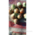 Tailles 5.0-7.0cm New Crop Yellow Onion